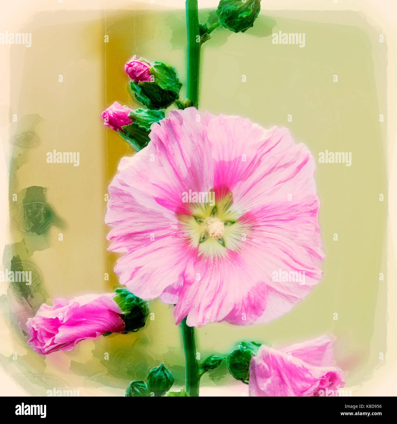 Digital verbesserte Bild eines Gemeinsamen Malve (Alcea rosea) in Israel im Mai fotografiert. Stockfoto