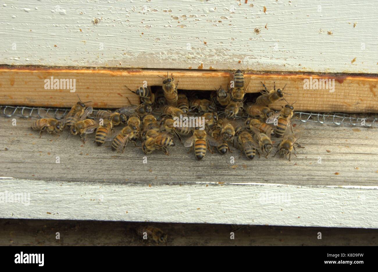 Honig Bienen am Eingang von ihrem Bienenstock Stockfoto