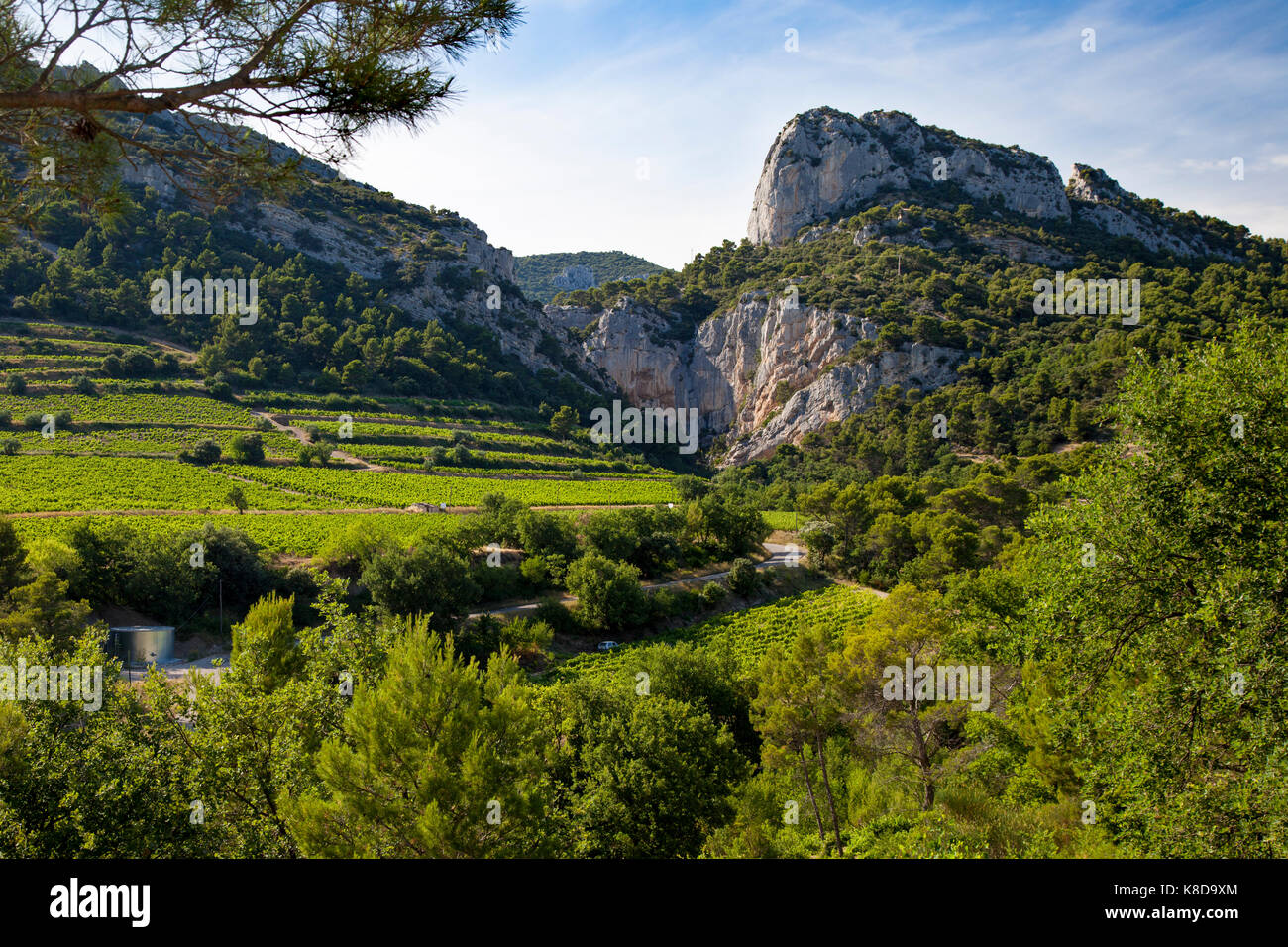 Weinberge und Berge der Dentelles de Montmirail in Gigondas, Provence, Frankreich Stockfoto