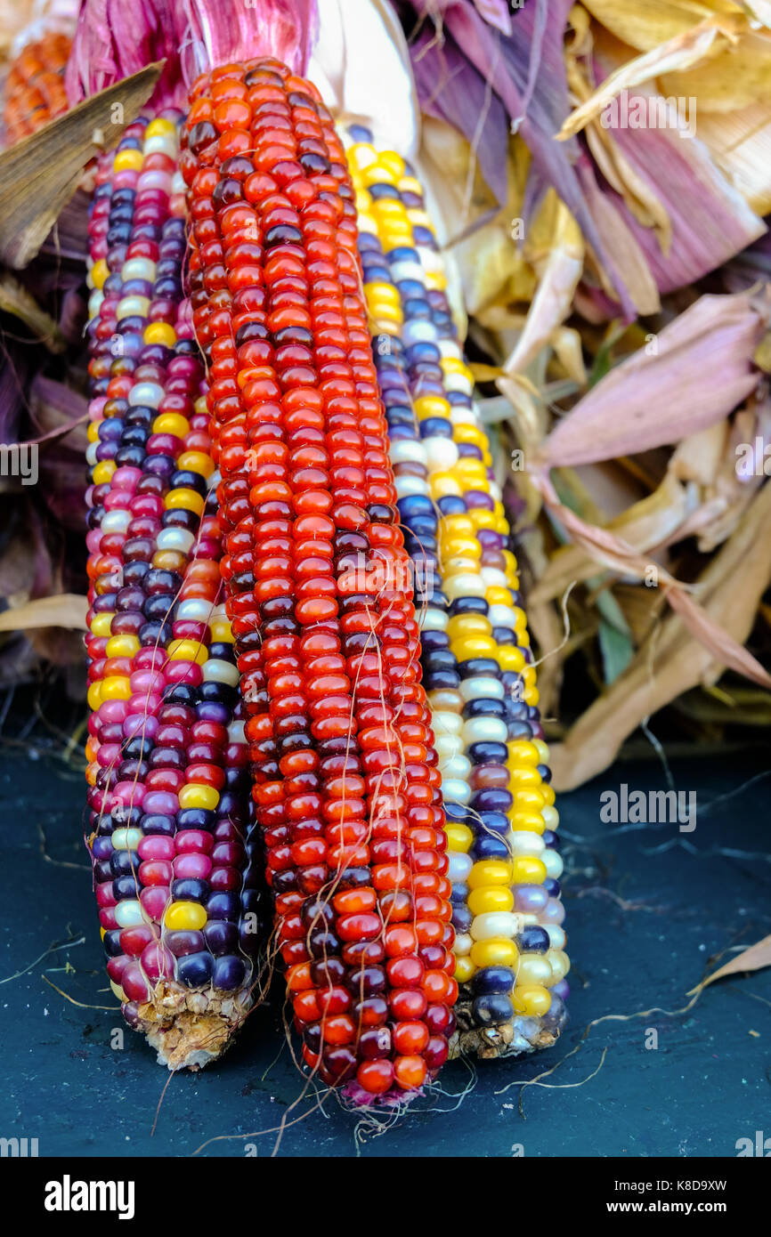 Bunte indische Mais mit einem frischen Markt Stockfoto
