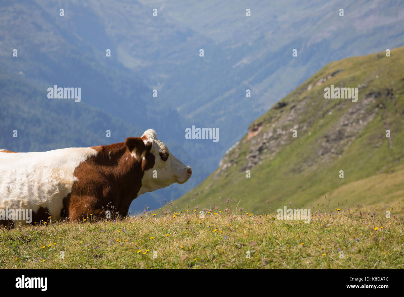 Rote und weiße Kuh in grosser Höhe in den österreichischen Alpen, in der Landwirtschaft in Österreich Stockfoto