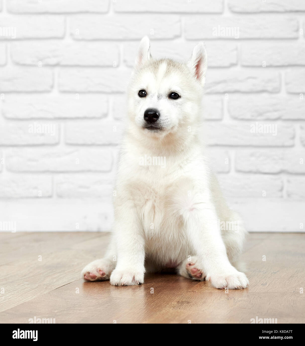 Süße sibirische Husky Hund mit schwarzen Augen. Stockfoto