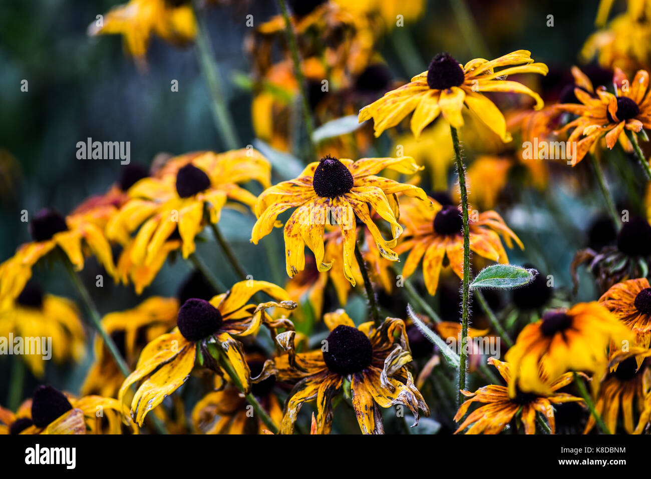 Gelbe coneflowers blühen im Garten, Sommer Anfang Herbst. Stockfoto