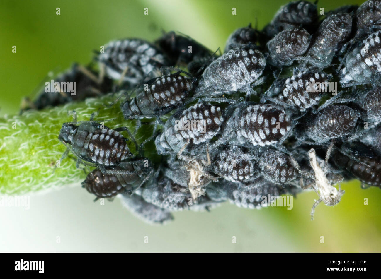Kolonie von Wächsernen weidenröschen Blattläuse, Aphis epilobiaria, auf einem Unkrautarten, Breitblättrigen Weidenröschen, Epilobium montanum Stockfoto