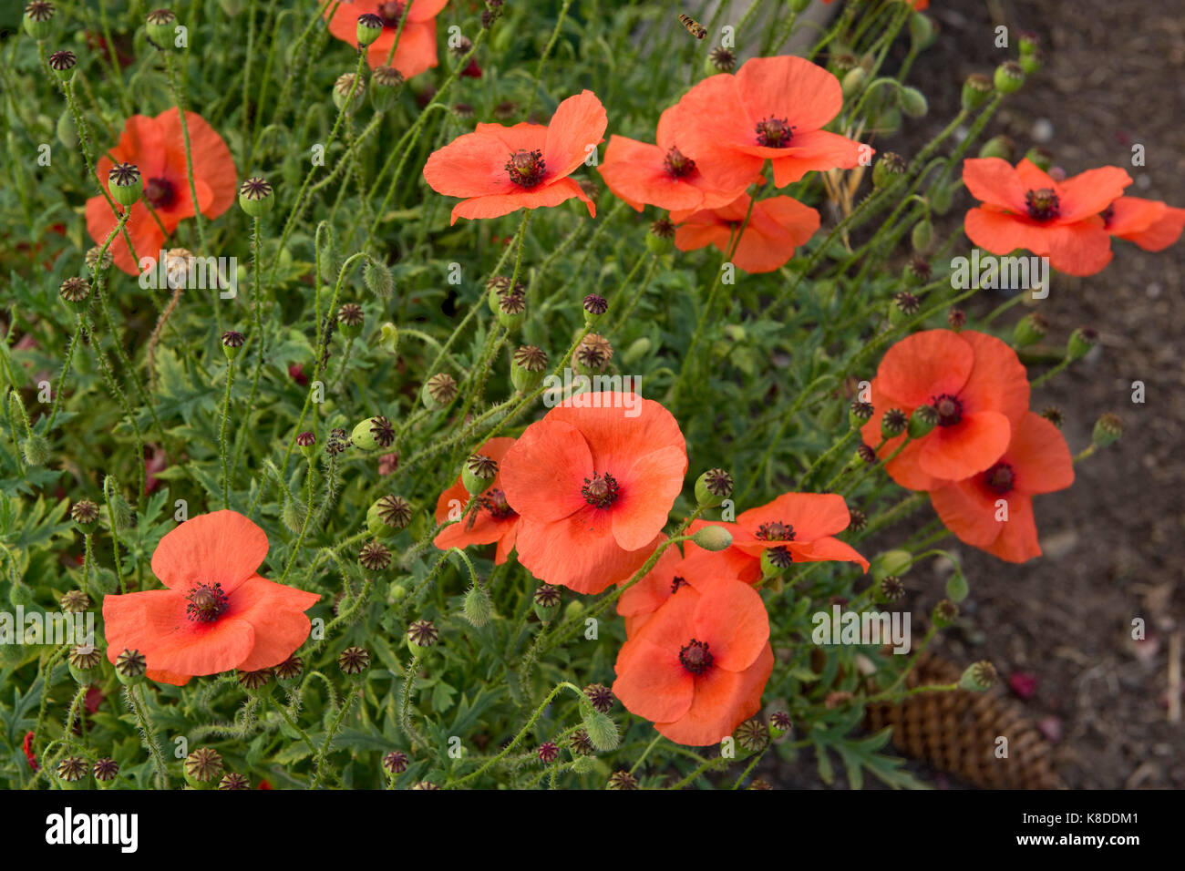 Lange poppy geleitet, Papaver dubium, Rot zarte Blumen und grüne Samenkapseln, West Berkshire, Juli Stockfoto