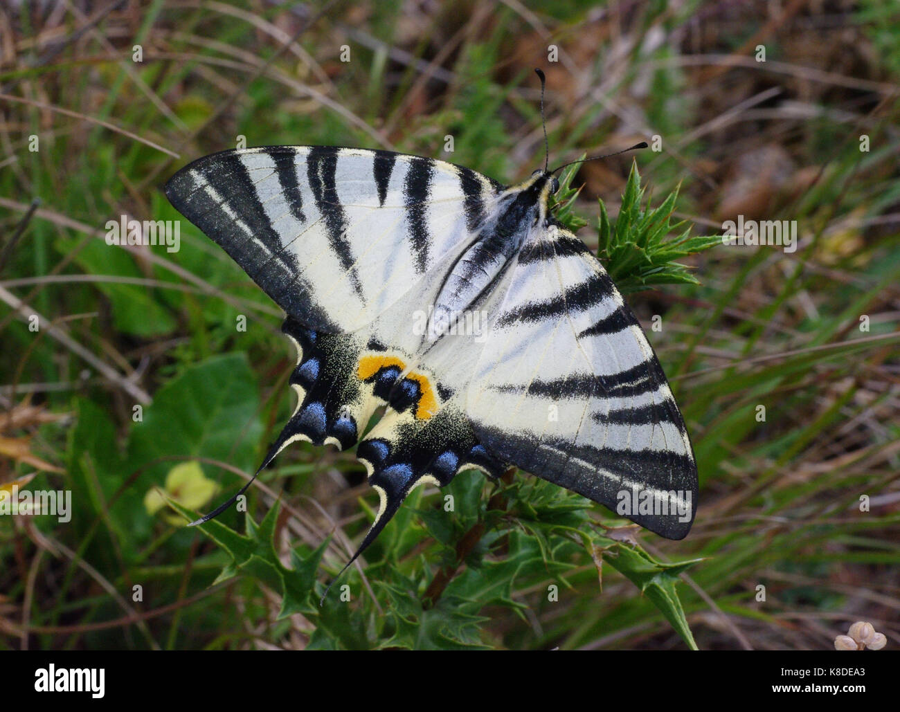 Der große Schmetterling Art, den Iphiclides Segelfalter Stockfoto