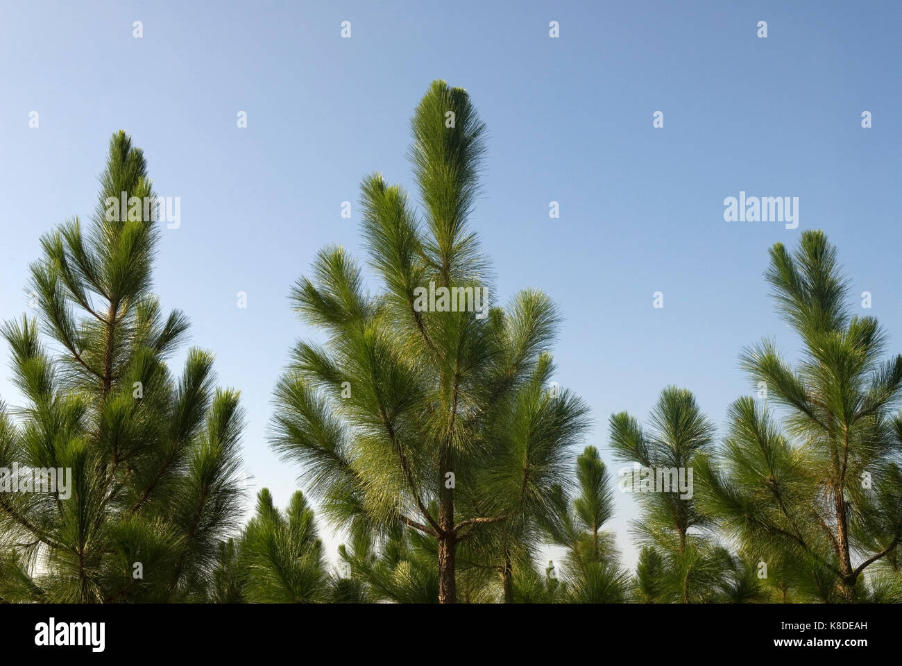 Langblättrige Kiefern, Bethune, South Carolina, USA. Stockfoto