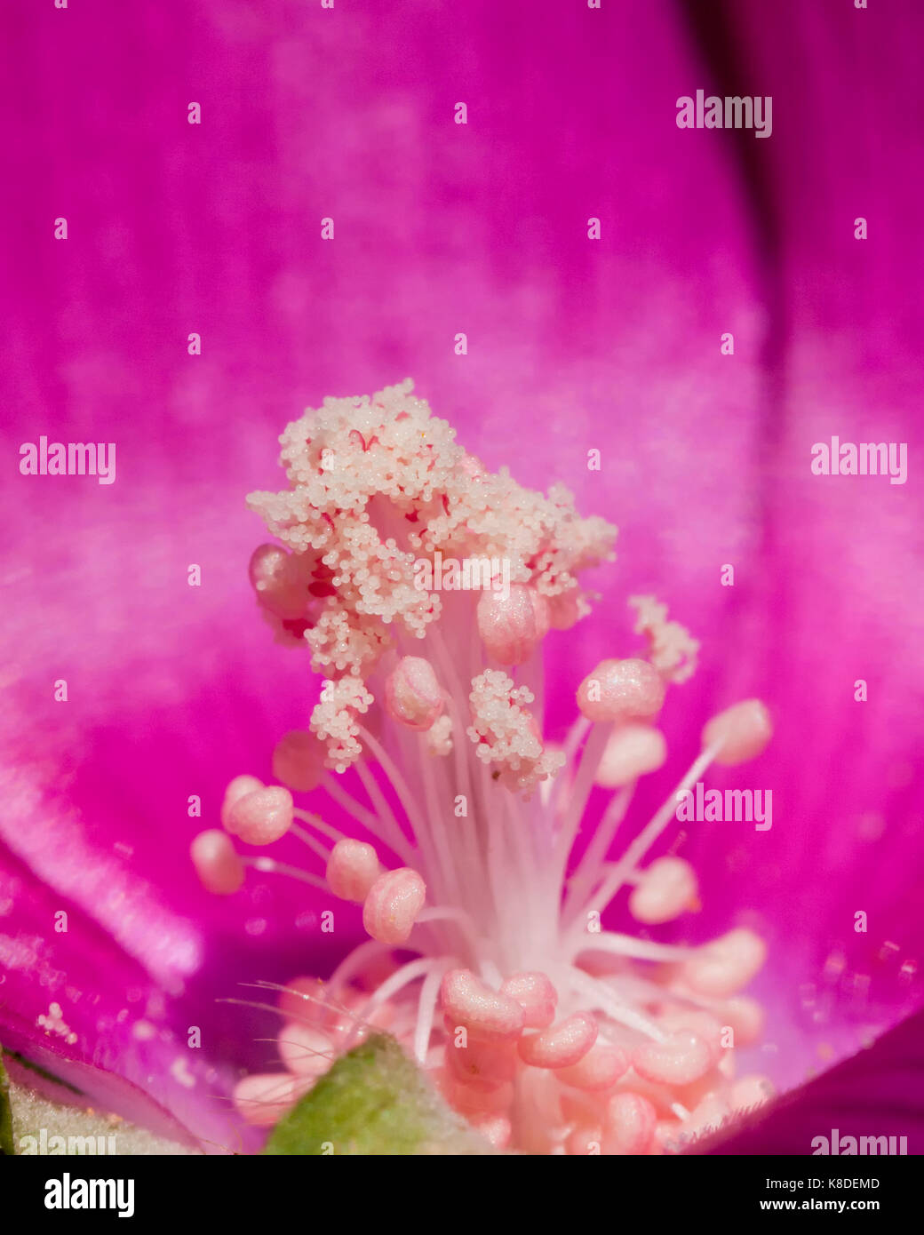 Pollen auf lila Mohn Malve Blume (Callirhoe) - USA Stockfoto
