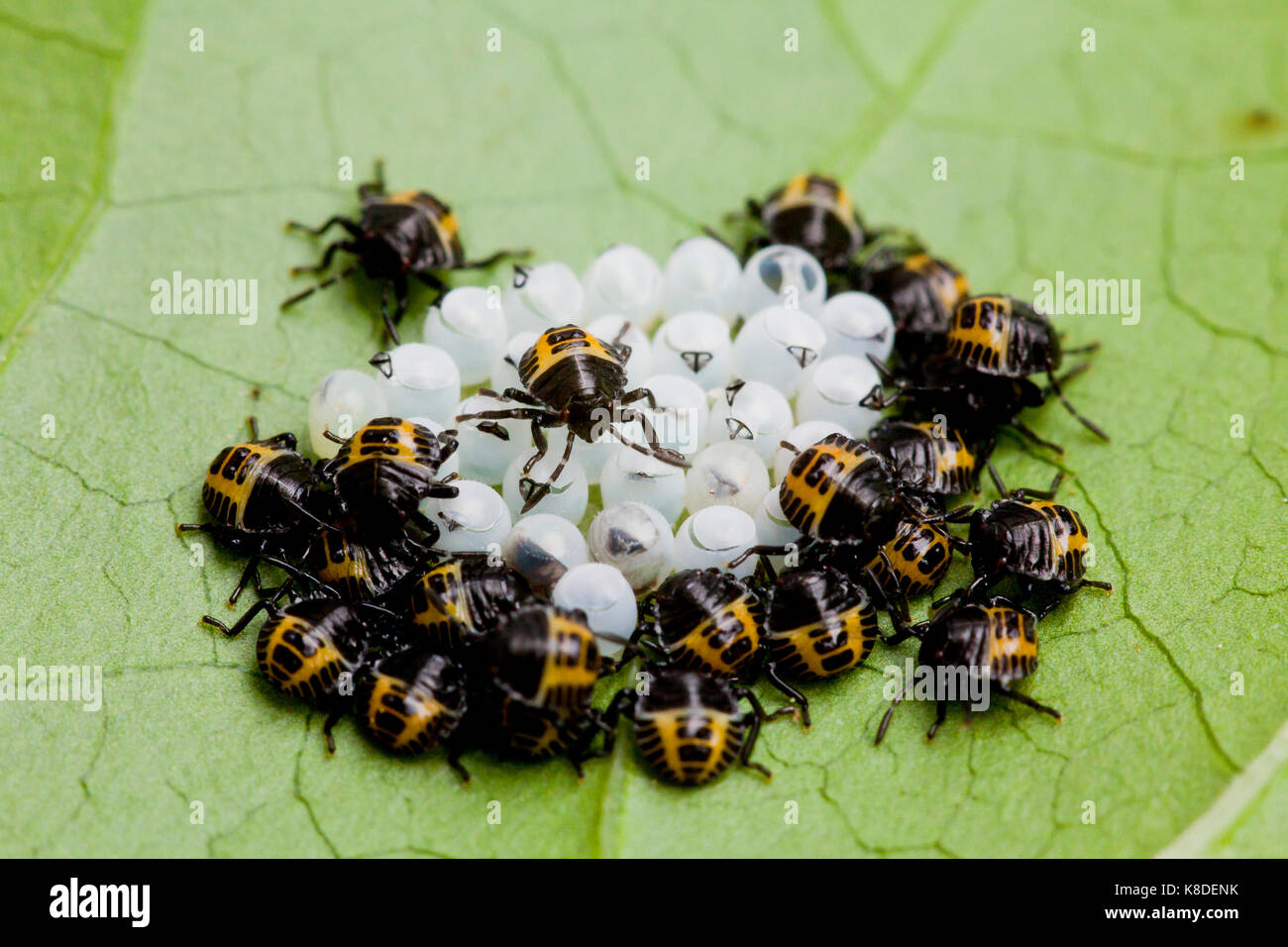 Braun marmorated stinken Bug hatchlings (Halyomorpha halys) - USA Stockfoto