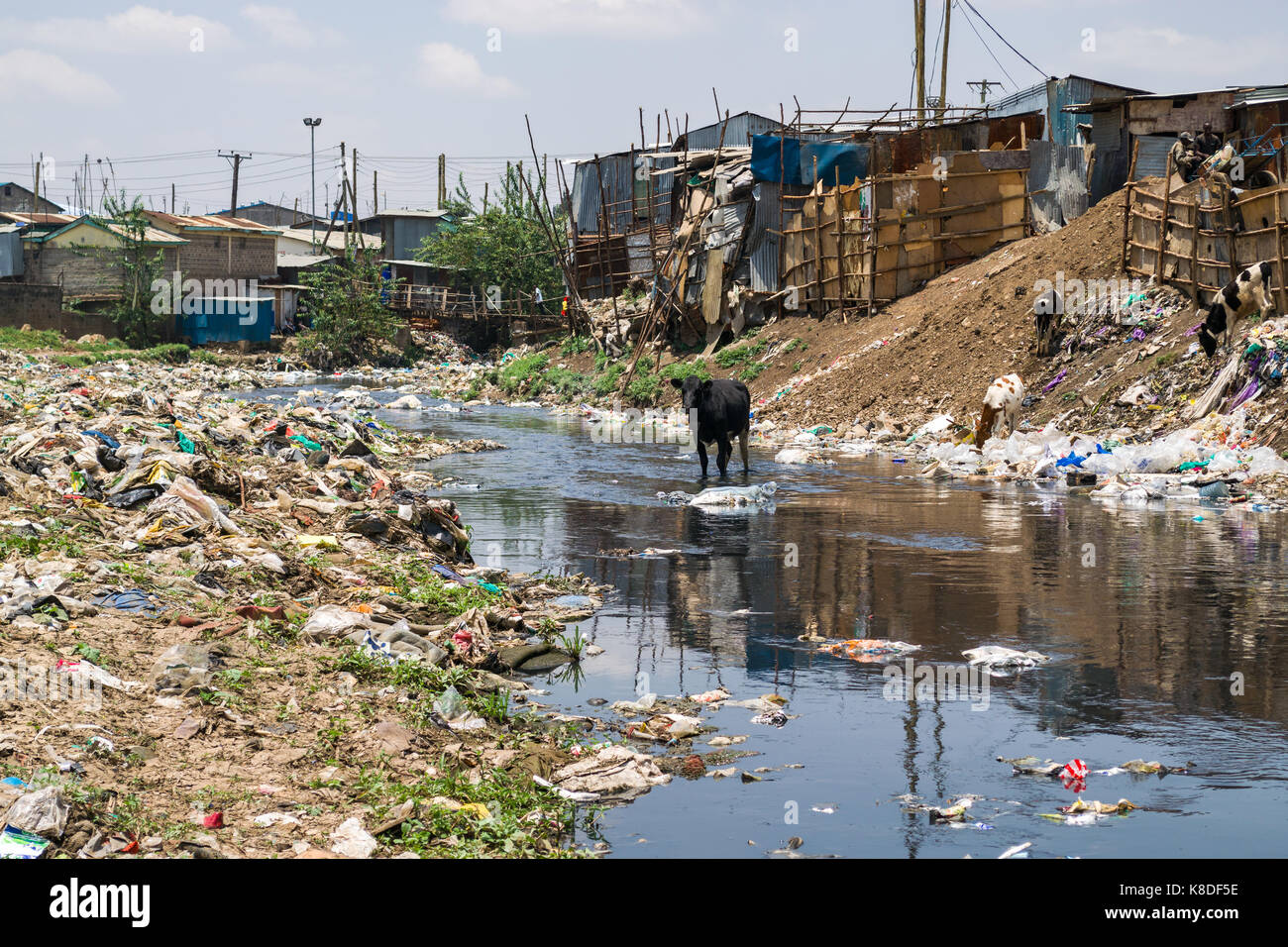 Slum Hütten Linie Ngong Fluss, der mit Müll verunreinigt ist, Kunststoff Abfall und Müll, eine Herde Kühe gesehen werden kann zu Fuß entlang des Flusses auf der Suche Stockfoto