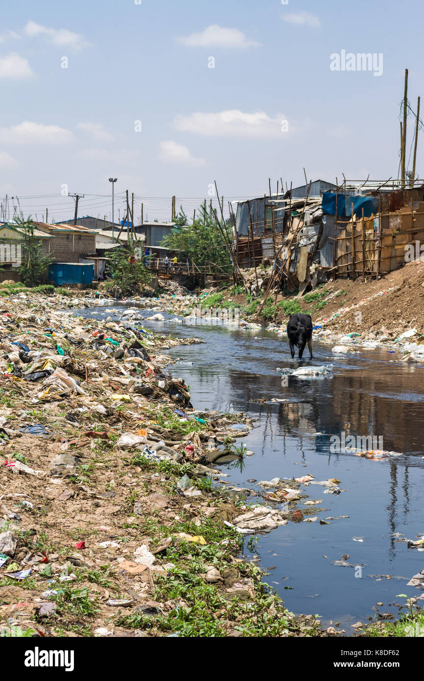 Slum Hütten Linie Ngong Fluss, der mit Müll verunreinigt ist, Kunststoff Abfall und Müll, eine Kuh gesehen werden kann zu Fuß in den Fluss auf der Suche nach Essen, N Stockfoto