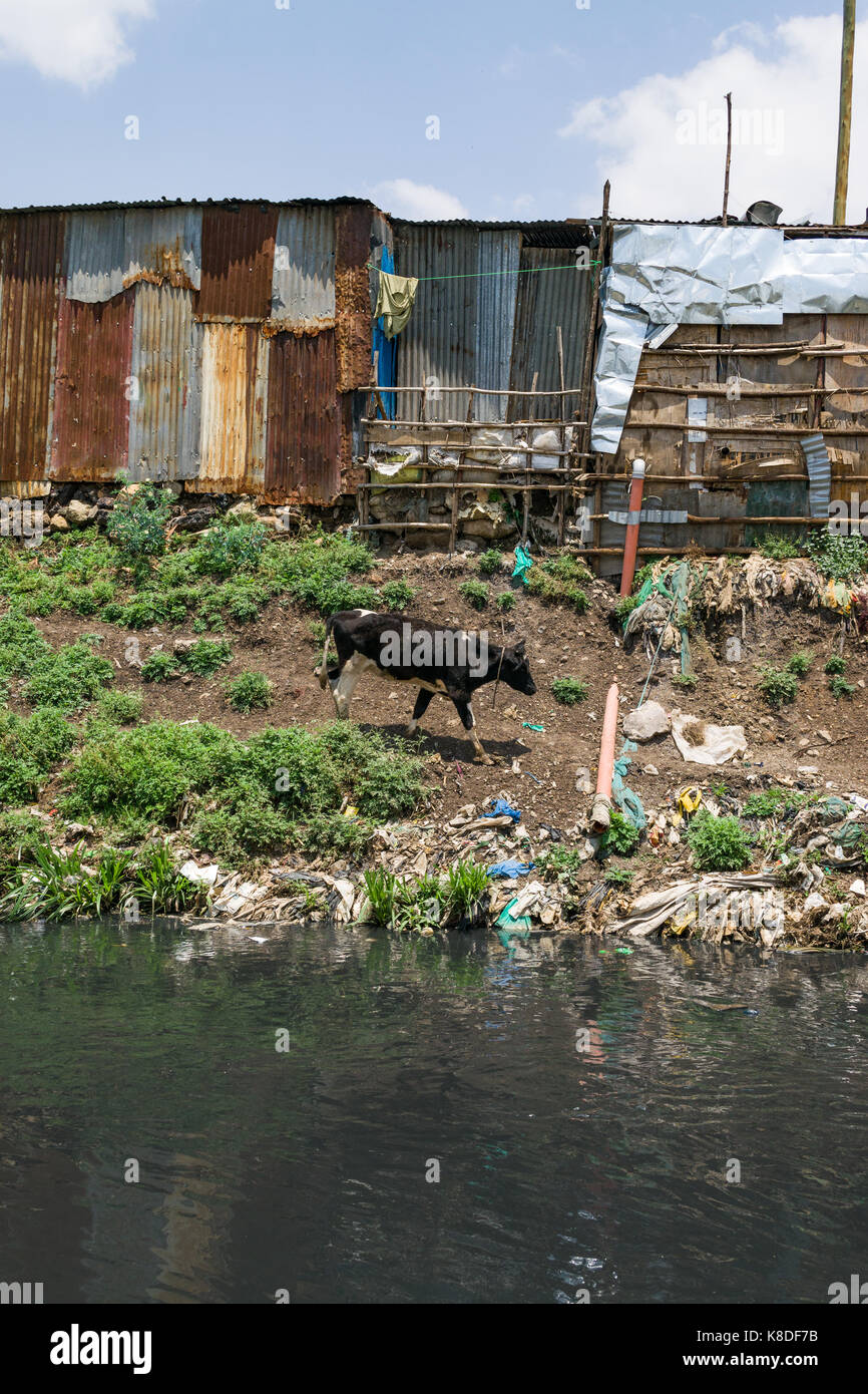 Slum Hütten Linie Ngong Fluss, der mit Müll verunreinigt ist, Kunststoff Abfall und Müll, eine Kuh gesehen werden kann zu Fuß durch den Fluss auf der Suche nach Essen, N Stockfoto