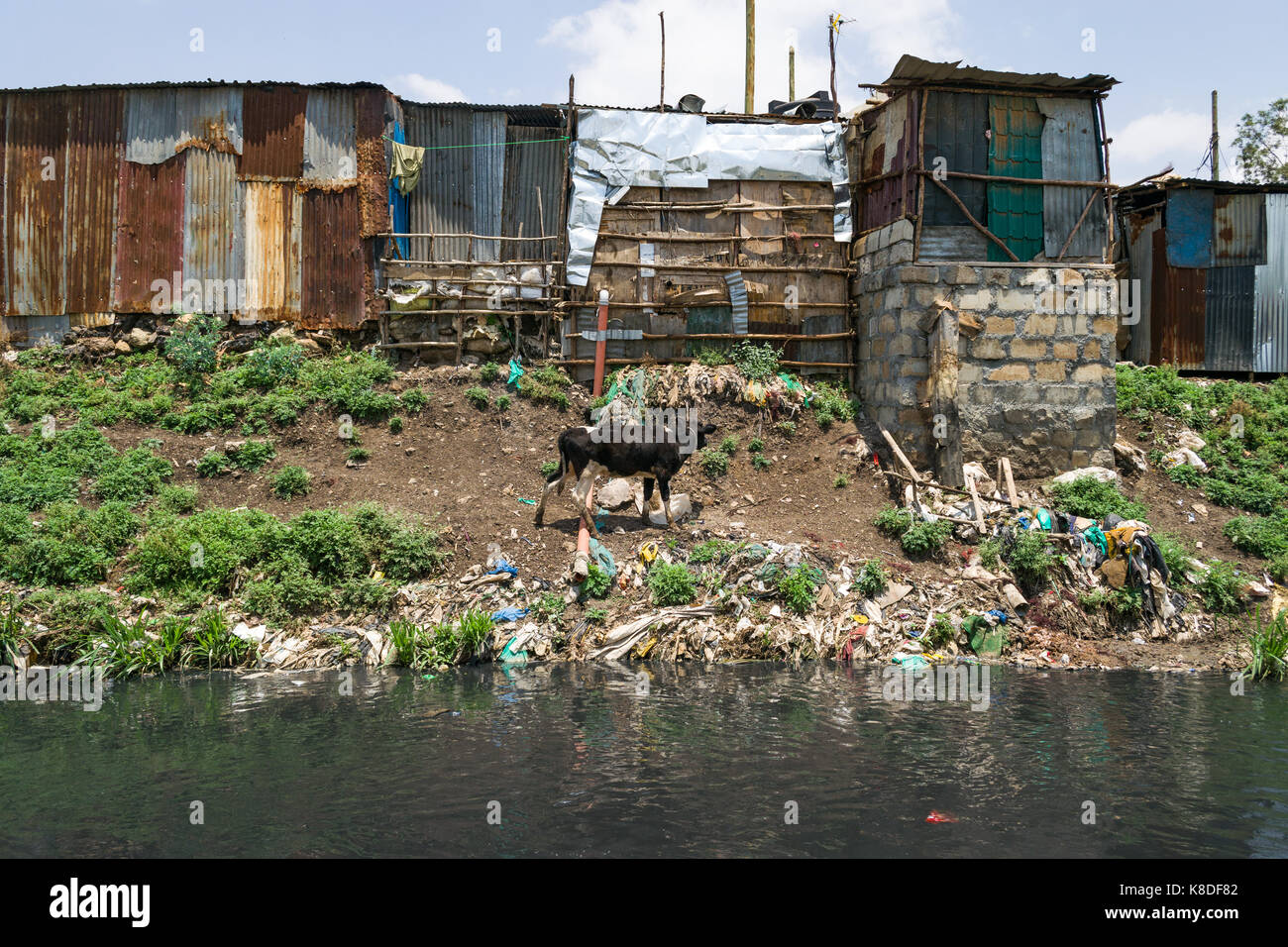 Slum Hütten Linie Ngong Fluss, der mit Müll verunreinigt ist, Kunststoff Abfall und Müll, eine Kuh gesehen werden kann zu Fuß durch den Fluss auf der Suche nach Essen, N Stockfoto