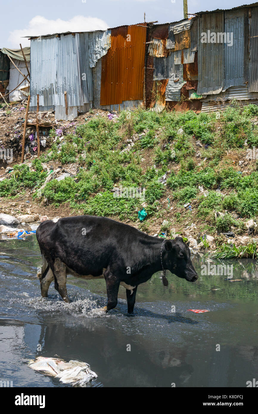 Slum Hütten Linie Ngong Fluss, der mit Müll verunreinigt ist, Kunststoff Abfall und Müll, eine Kuh gesehen werden kann zu Fuß in den Fluss auf der Suche nach Essen, N Stockfoto