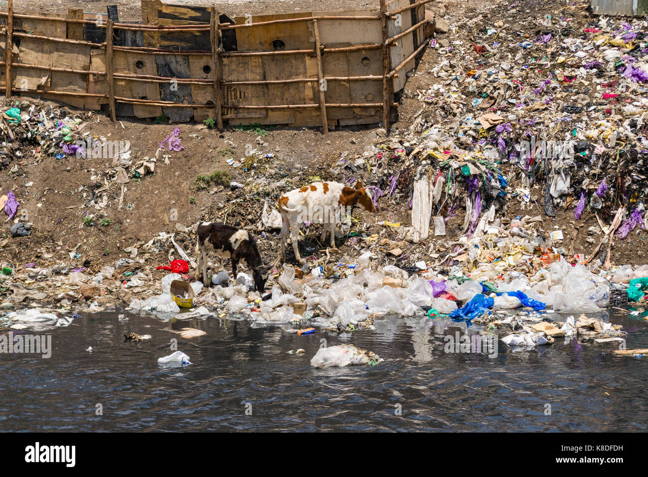Slum Hütten Linie Ngong Fluss, der mit Müll verunreinigt ist, Kunststoff Abfall und Müll, eine Herde Kühe gesehen werden kann zu Fuß entlang des Flusses auf der Suche Stockfoto