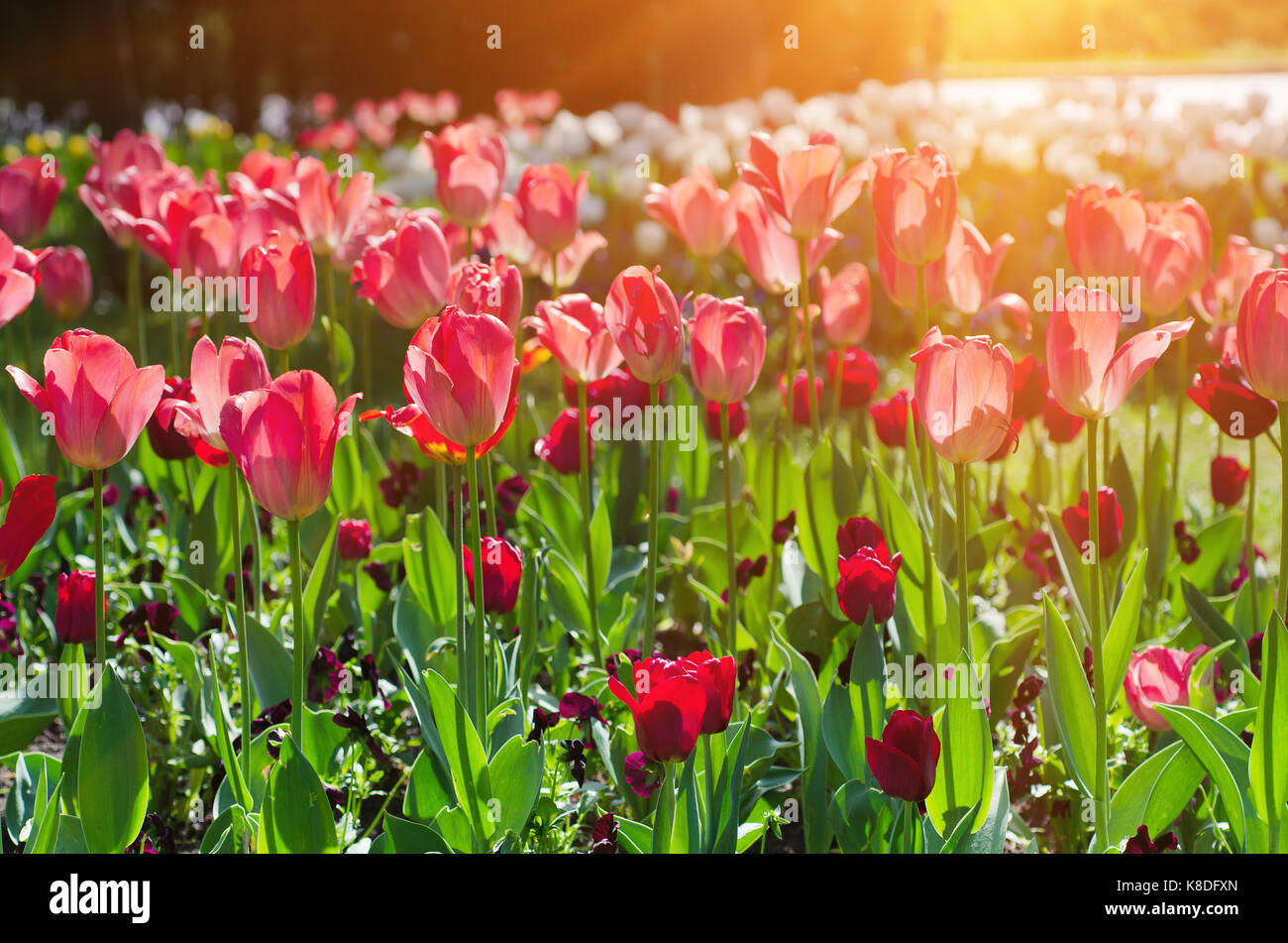 Schöne rote Tulpen Stockfoto