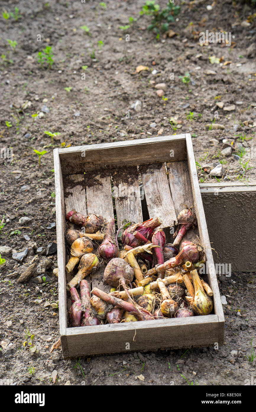 Herbst Ernte von Gemüse Garten. vintage Holzbox mit Geernteten normale Zwiebeln, roten Zwiebeln und Rote Beete Stockfoto