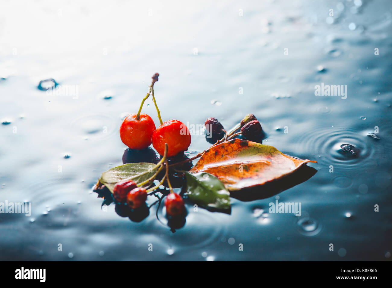 Regnerischen Herbst noch Leben mit gefallenen Eaves, roten Beeren und Wassertropfen auf einem Stein Hintergrund Stockfoto