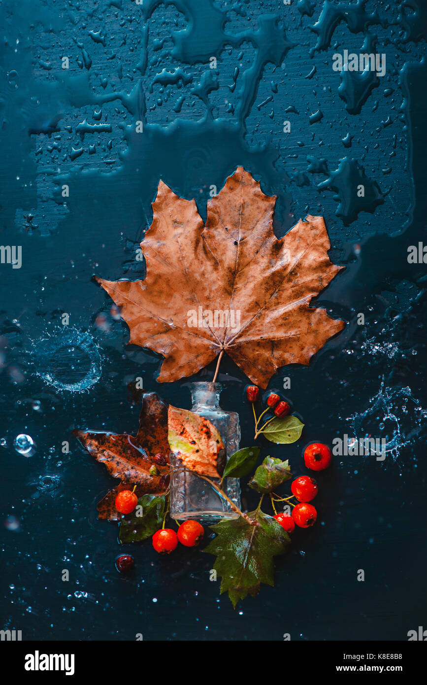 Big maple leaf in einem Glas Parfüm Flasche mit Laub, roten Beeren und Herbst regen auf ein nasses Holz- Hintergrund Stockfoto