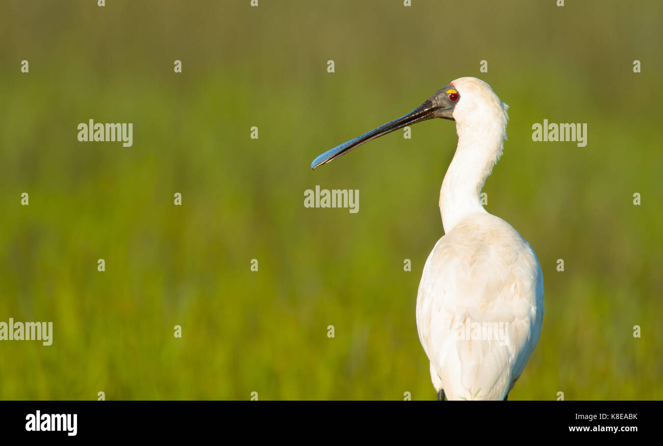 Eine königliche Löffler, platalea Regia, im Profil mit einem grünen Hintergrund und Kopieren. Stockfoto