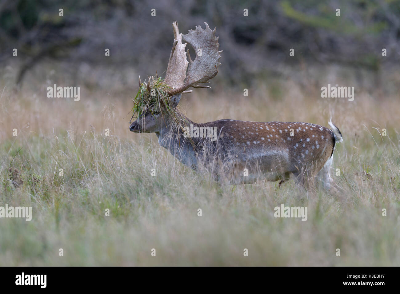 Damama Damhirsch (Dama), geht über eine Wiese mit Gras im Geweih, Imponiergehabe, Seeland, Dänemark Stockfoto