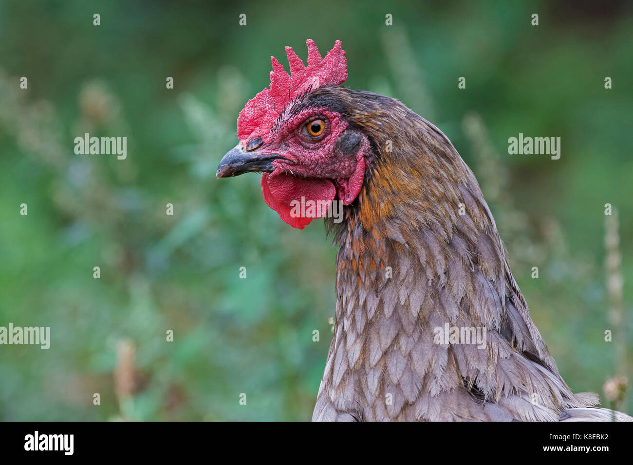 Inländische Huhn, Porträt, henne Rasse Marans Stockfoto