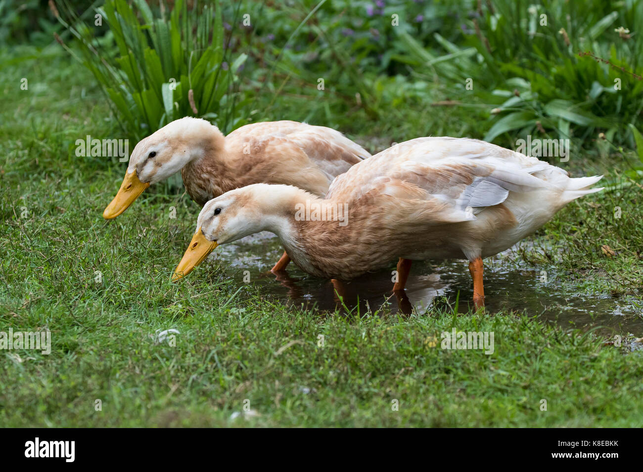 Zwei junge weibliche Enten, Rasse Sachsen Ente Stockfoto