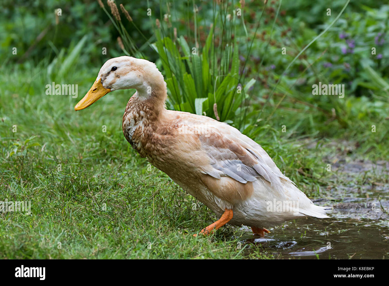 Junge weibliche house Ente, Rasse Sachsen Ente Stockfoto