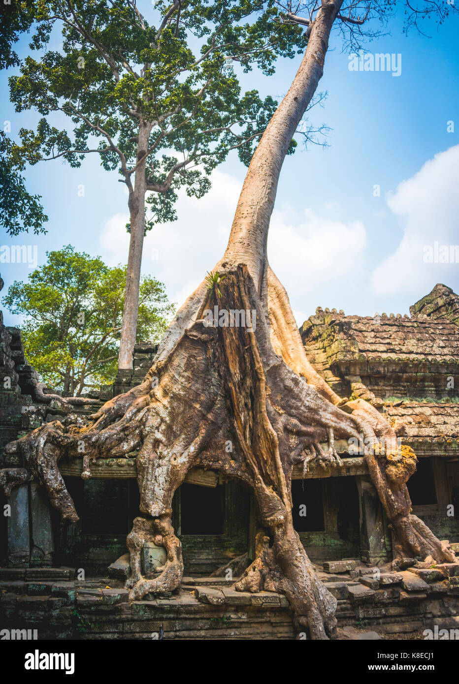 Wurzeln einer Seide - Cotton Tree (ceiba pentandra) überwucherten Tempel Preah Khan Ruinen, Tempel, Angkor Archäologischer Park Stockfoto