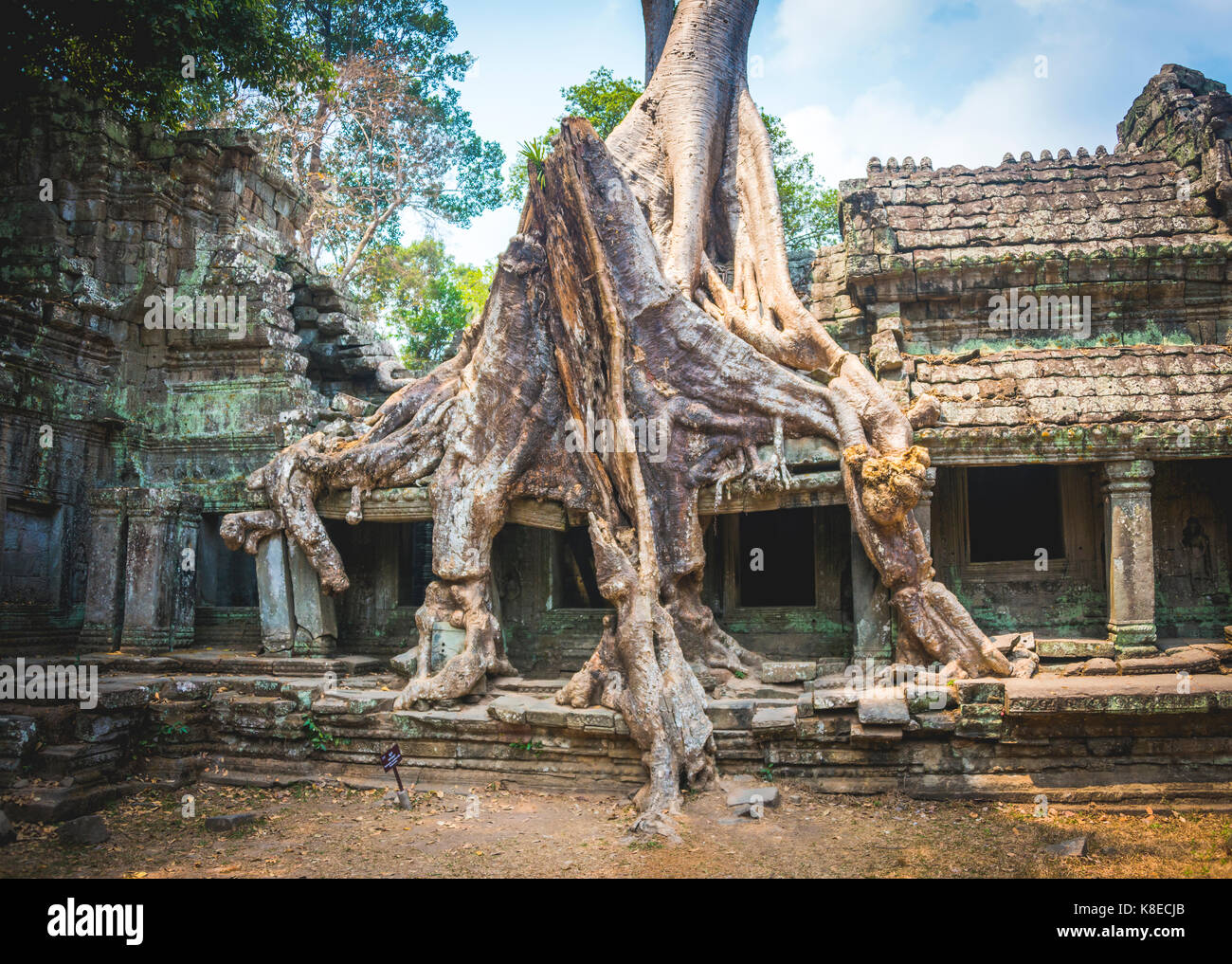 Wurzeln einer Seide - Cotton Tree (ceiba pentandra) überwucherten Tempel Preah Khan Ruinen, Tempel, Angkor Archäologischer Park Stockfoto
