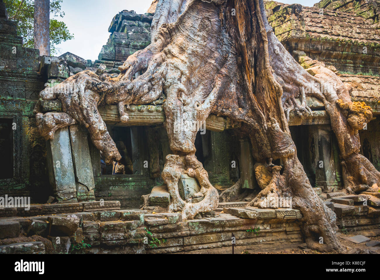 Wurzeln einer Seide - Cotton Tree (ceiba pentandra) überwucherten Tempel Preah Khan Ruinen, Tempel, Angkor Archäologischer Park Stockfoto