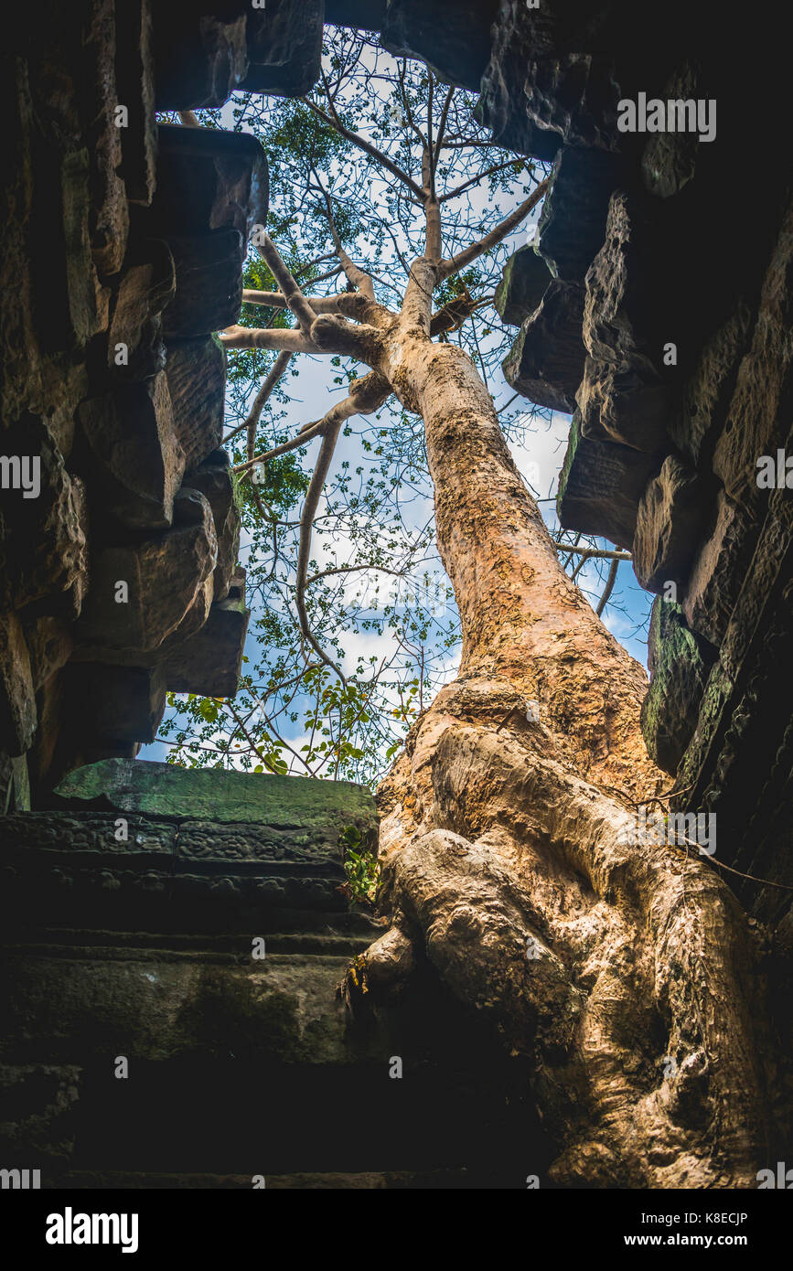 Wurzeln, Seide - Cotton Tree (ceiba pentandra) wächst in den Tempel Preah Khan Ruinen, Tempel, Angkor Archäologischer Park Stockfoto