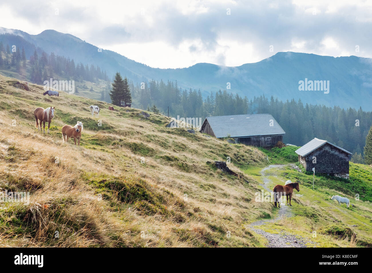 Pferde auf Diedamskopf Berg im Bregenzer Wald, Vorarlberg, Österreich Stockfoto