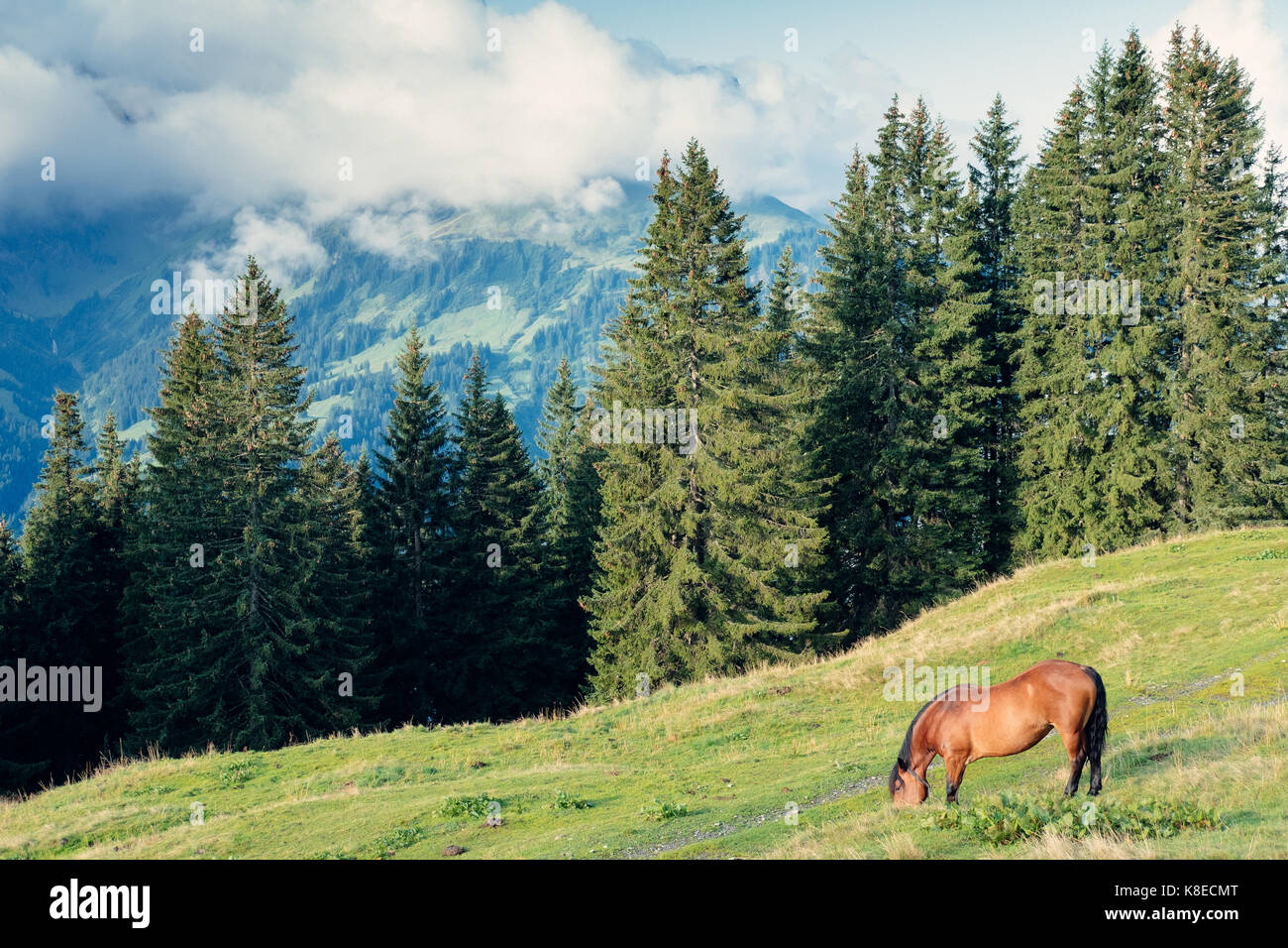 Pferde auf Diedamskopf Berg im Bregenzer Wald, Vorarlberg, Österreich Stockfoto