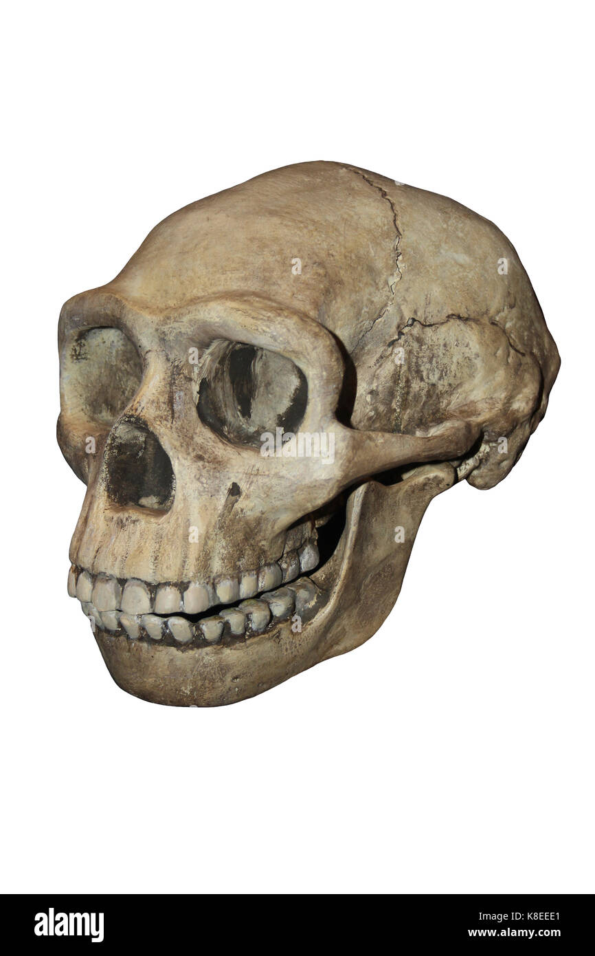 Hominiden Schädel Cast Homo erectus Stockfoto