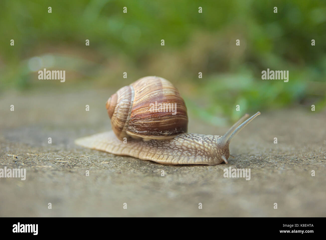 Schnecke Stockfoto