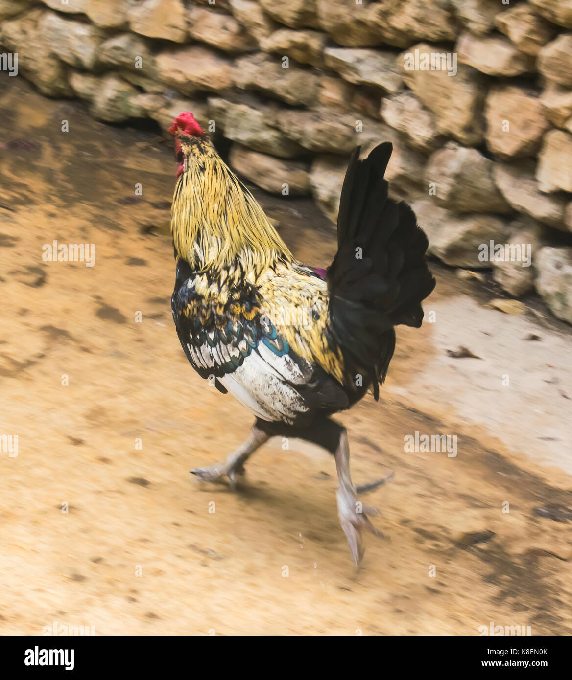 Ein Schuss von einem Huhn auf der Flucht. Stockfoto