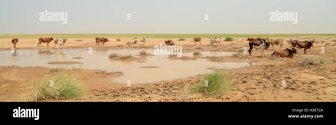 Mauretanischen Rinder mit Bullen und Kühe in der Sahara Wüste am Wasserloch, Mauretanien, Nord Afrika. Stockfoto