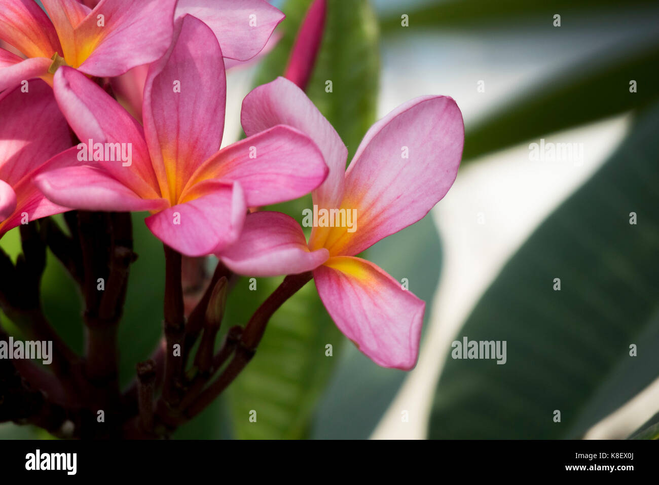 Kamboja Blume/Semboja/Plumeria Stockfoto