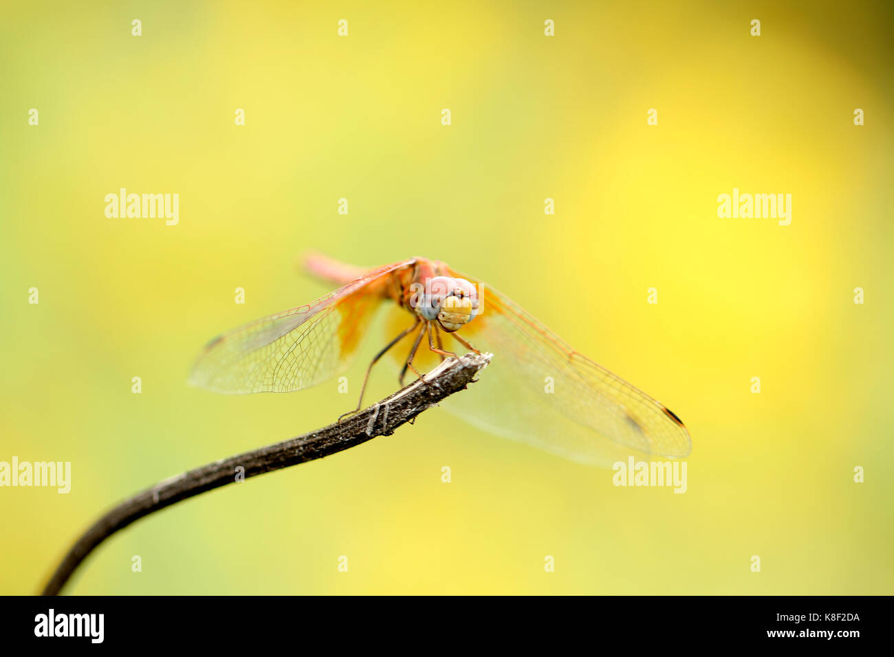 Dragon Fly, Dragon Fly close-up Stockfoto