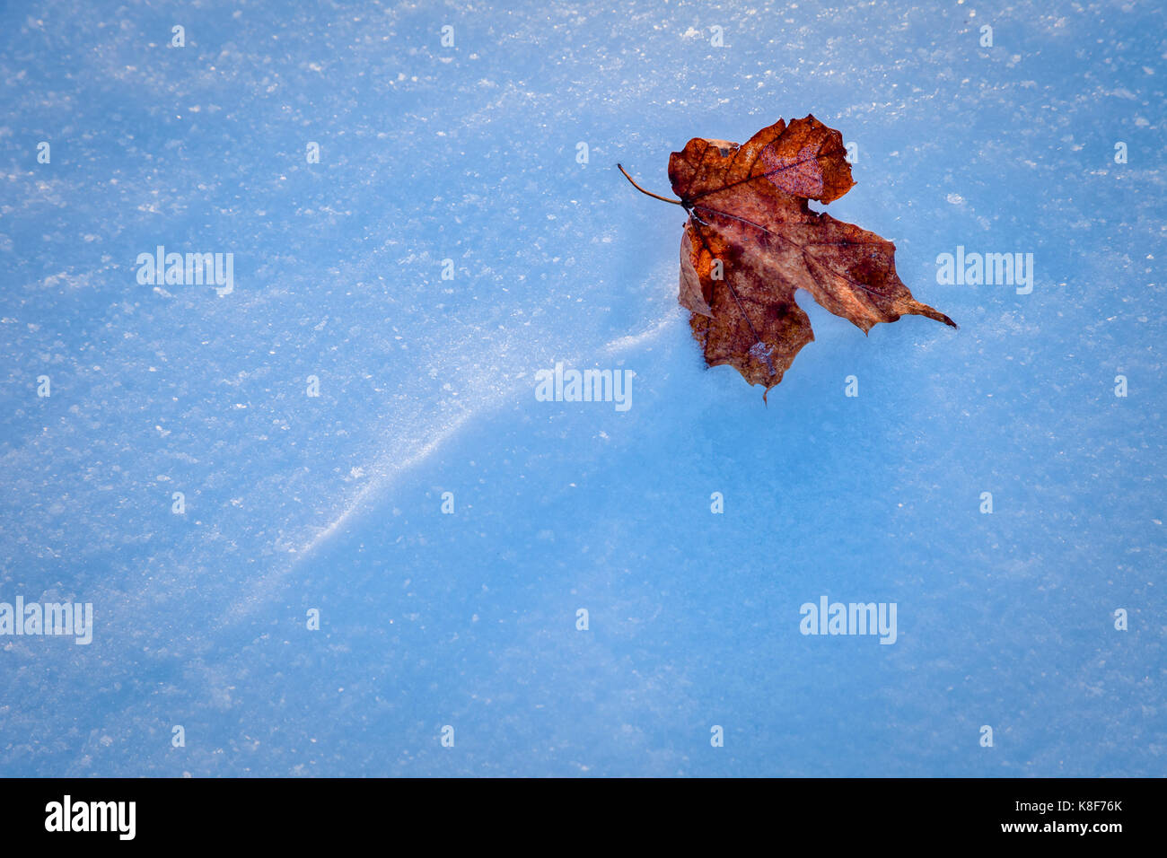 Roter Ahornblatt auf einem Feld von weißem Schnee. Stockfoto