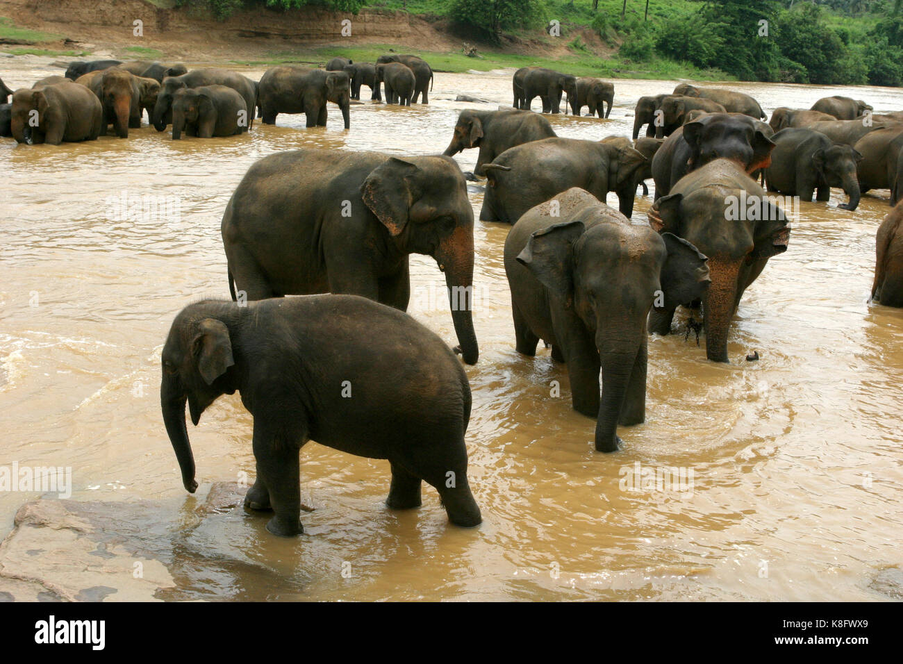 Pinnawala Elefantenwaisenhaus, Sri Lanka Elefanten beim Baden am Ma Oya Fluss in Pinnawala Elefantenwaisenhaus in der Sabaragamuwa Provinz, auf halbem Weg zwischen Th Stockfoto