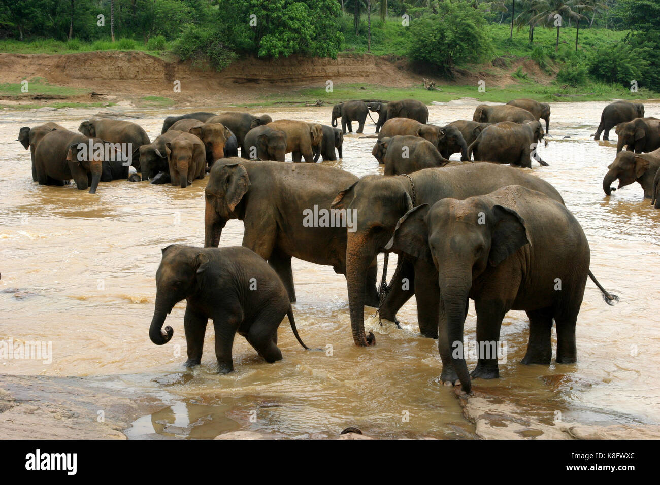 Pinnawala Elefantenwaisenhaus, Sri Lanka Elefanten beim Baden am Ma Oya Fluss in Pinnawala Elefantenwaisenhaus in der Sabaragamuwa Provinz, auf halbem Weg zwischen Th Stockfoto