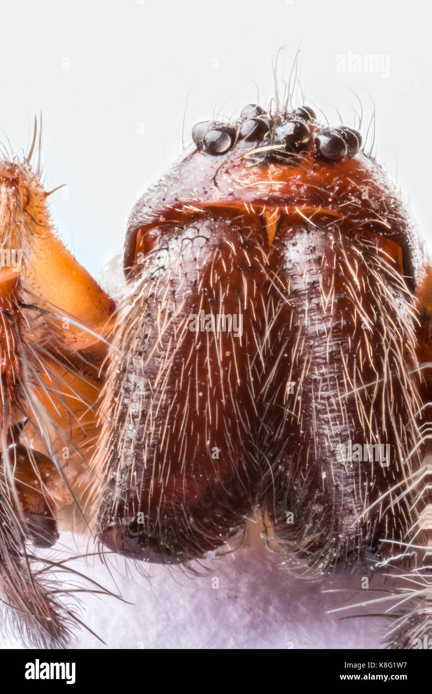 Gestapelte Makro der Leiter der inländischen Haus Spinne (Tegenaria domestica), acht Augen, palps und Backen Stockfoto