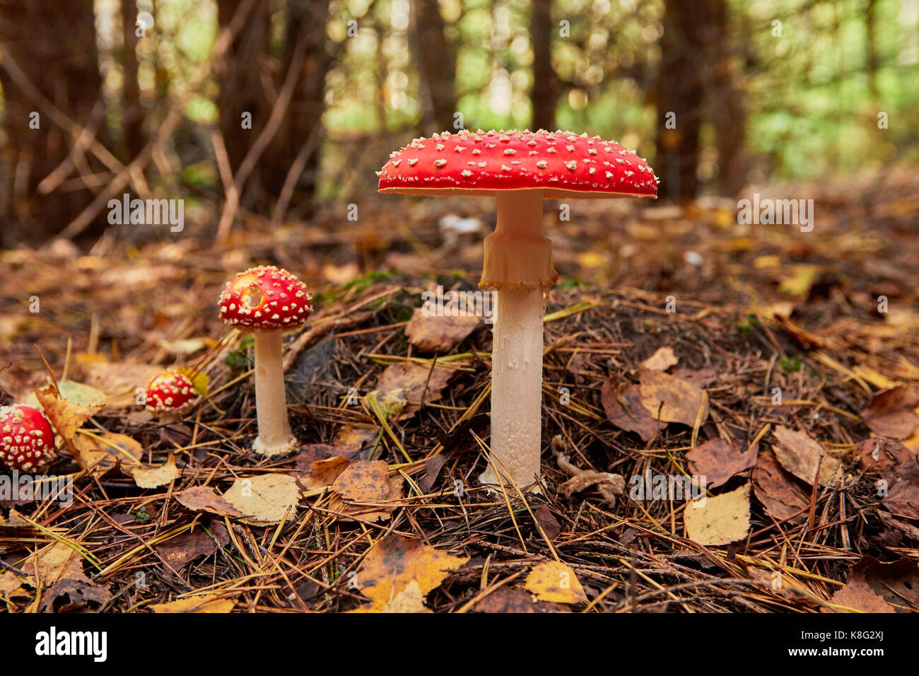 Fly agaric leuchtend rot, giftige Pilze Stockfoto