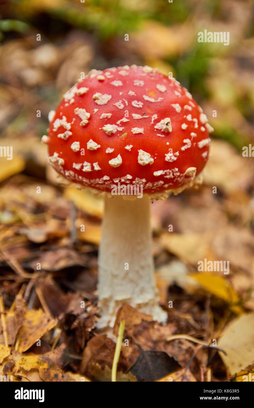 Fly agaric leuchtend rot, giftige Pilze Stockfoto