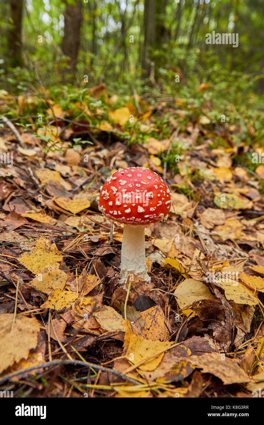 Fly agaric leuchtend rot, giftige Pilze Stockfoto