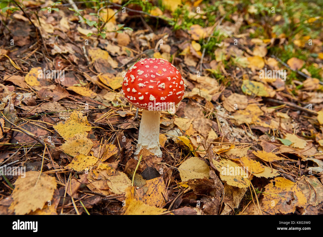 Fly agaric leuchtend rot, giftige Pilze Stockfoto