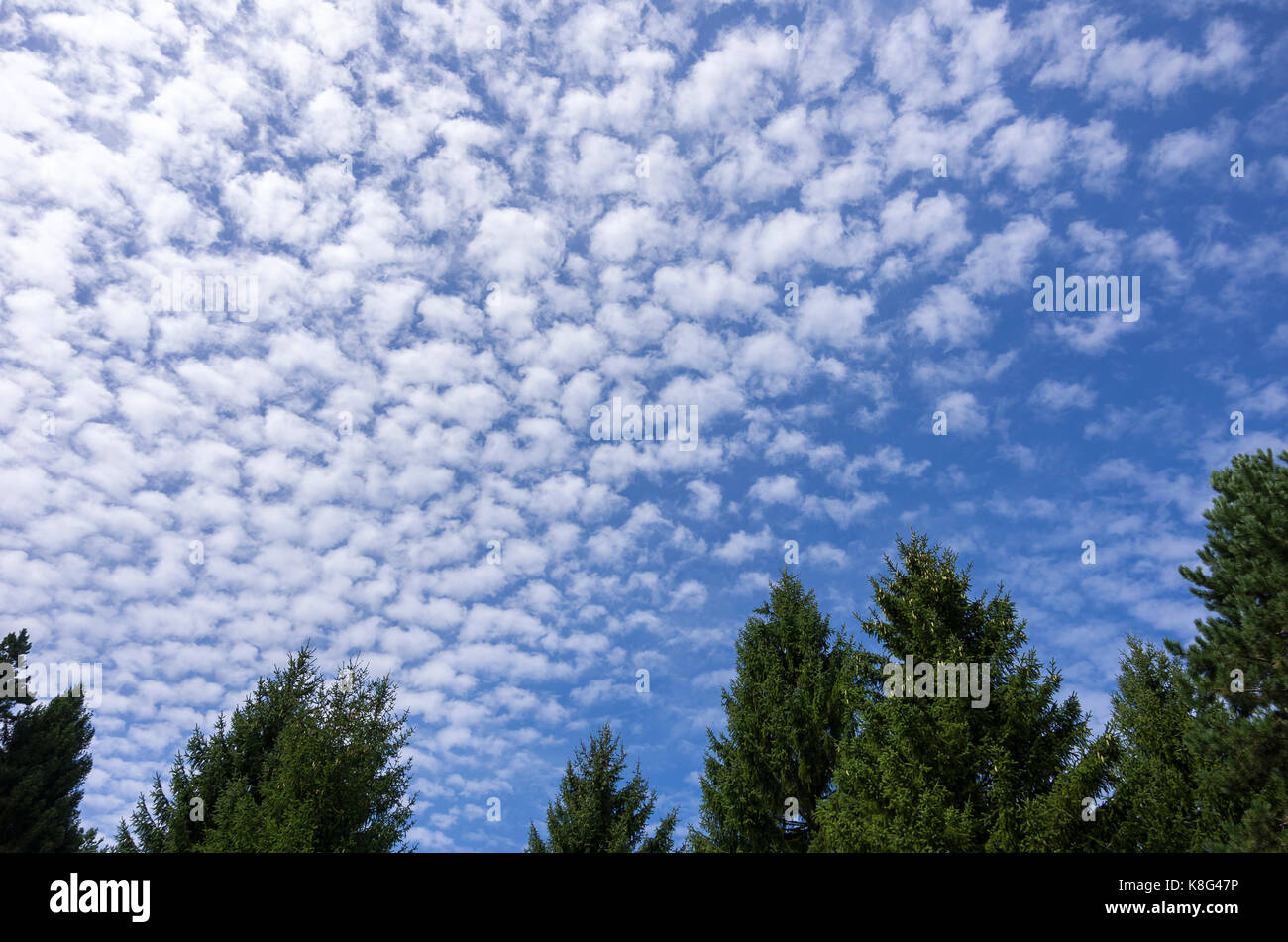 Makrelenhimmel Wolkenbildung. Stockfoto