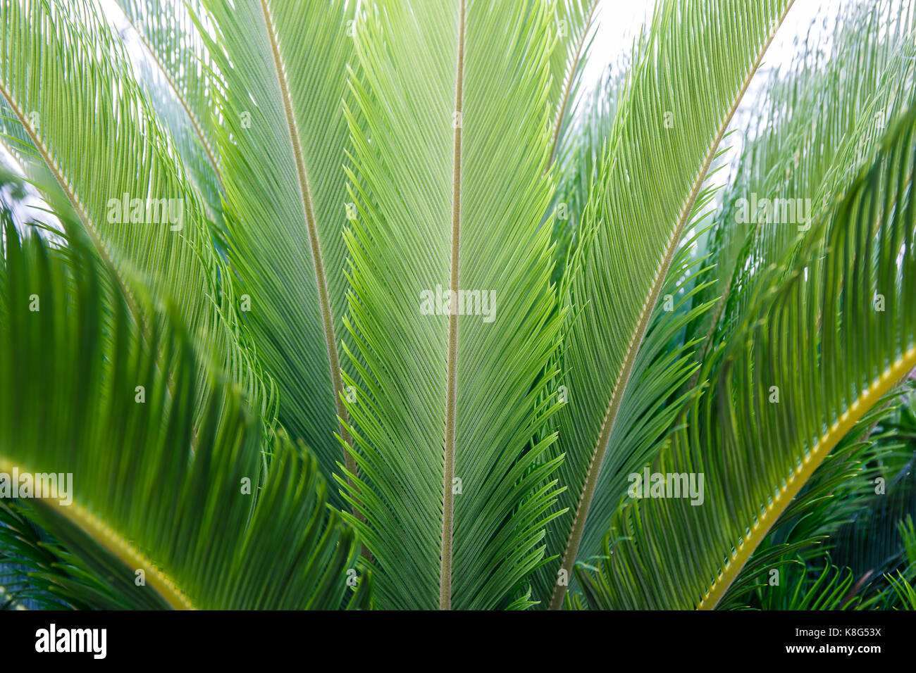 Palm Leaf Textur Hintergrund. Stockfoto